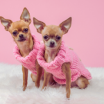 Explore delightful crochet dog sweater patterns that keep your pet cozy and stylish. Discover beginner to advanced designs and personalize for a perfect fit.