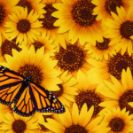 Discover sunflower crochet patterns to brighten your crafting with vibrant projects like coasters, blankets, and headbands. Perfect for all skill levels!